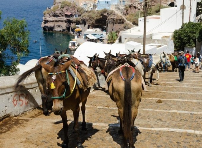 Έλεγχοι αλκοτέστ για τους οδηγούς στα γαϊδουράκια της Σαντορίνης