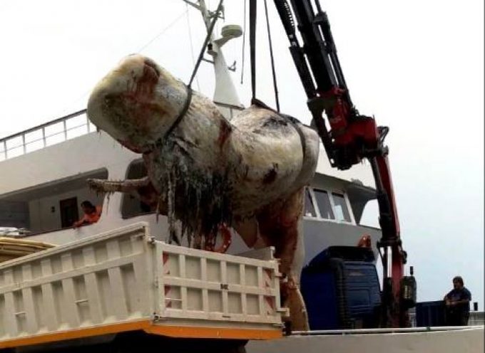 O Δήμος Θήρας προχώρησε χθες με επιτυχία στην περισυλλογή της νεκρής φάλαινας που ξεβράστηκε στο Ακρωτήρι