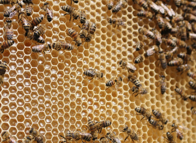 Εσπερίδα με θέμα τον εντοπισμό και αντιμετώπιση των μελισσοκομικών προβλημάτων στις Κυκλάδες