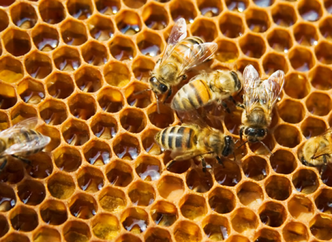 Αναφορά Βουλευτών Κυκλάδων του ΣΥΡΙΖΑ για τη στήριξη των Μελισσοκόμων στις Κυκλάδες