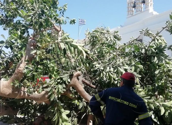 Πάρος: Δέντρο έπεσε στην είσοδο της Εκατονταπυλιανής και πλάκωσε άνθρωπο!!