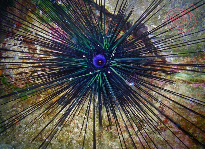 Το θαλάσσιο ξενικό είδος που εξαπλώνεται με ιλιγγιώδεις ρυθμούς  – Με τα μάτια στραμμένα στους “βαδιστικούς ποδίσκους” του Diadema