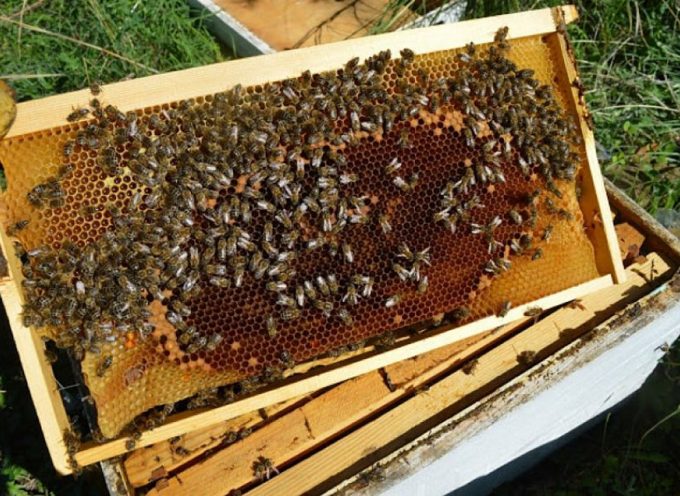 Αίτηση Ενίσχυσης – Δήλωσης Κατεχομένων Κυψελών –  Πρόγραμμα Στήριξης των Μικρών Νησιών του Αιγαίου Πελάγους στον Τομέα της Μελισσοκομίας- έτος 2021