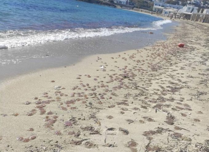 Μύκονος: Χιλιάδες τσούχτρες γέμισαν τις παραλίες – Δείτε φωτογραφίες