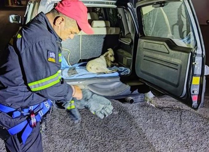Οι πυροσβέστες της Σαντορίνης δίνουν μαθήματα ανθρωπιάς – έσωσαν τραυματισμένο σκυλάκι στην καλντέρα