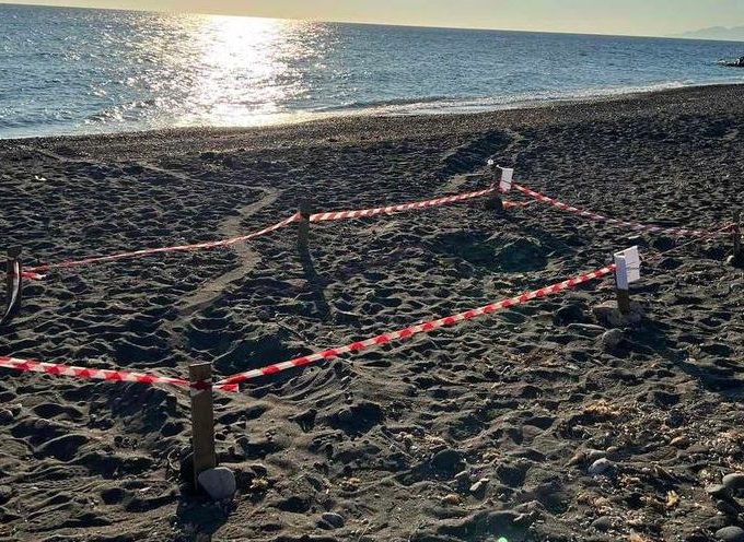 Παρέμβαση από το 1ο Συστήμα Προσκόπων Θήρας για γεννήσει σε παραλία της Σαντορίνης τα αυγά της μια χελώνα Καρέτα-καρέτα