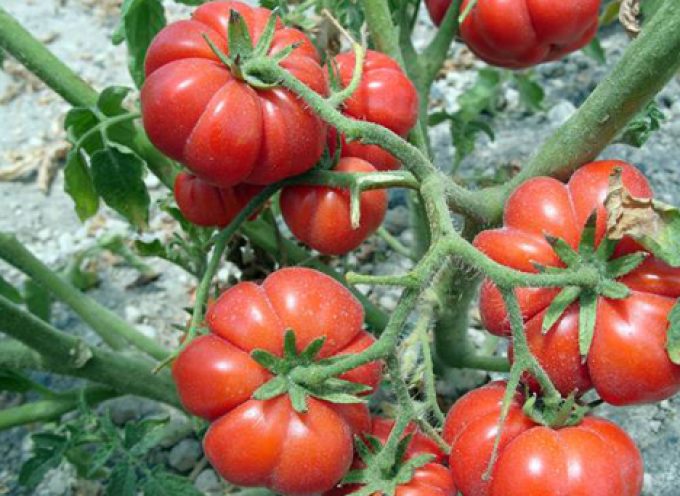 Υποβολή δηλώσεων Συγκομιδής για την παραγωγή σταφυλιών, αρακά και τοματάκι Σαντορίνης Π.Ο.Π. για το έτος 2023.