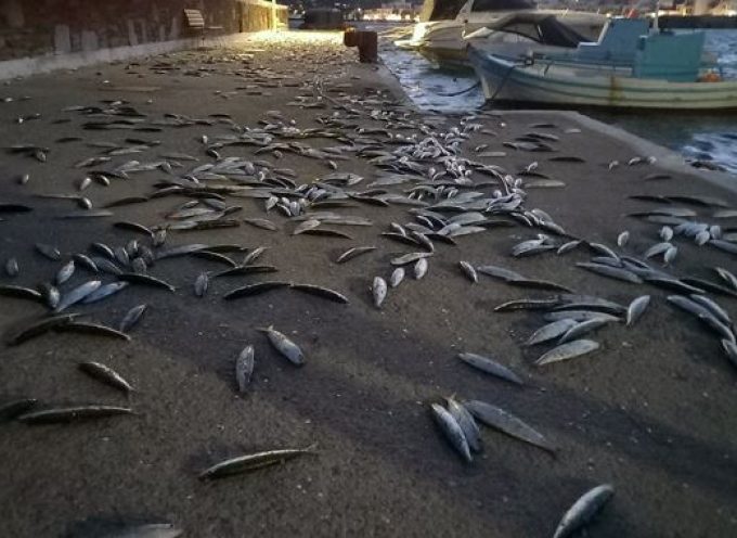 Βγήκαν σαρδέλες στην στεριά στην Άνδρο και το Κουφονήσι