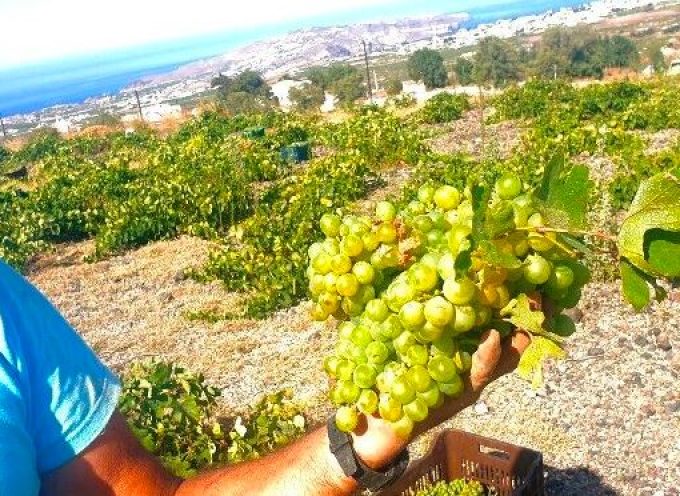 Άρχισε να παραλαμβάνει σταφύλια η Ένωση Συνεταιρισμών