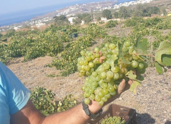Από το κακό στο χειρότερο… Η φετινή απόδοση του αμπελώνα της Σαντορίνης έφτασε στο ναδίρ της ιστορίας της…