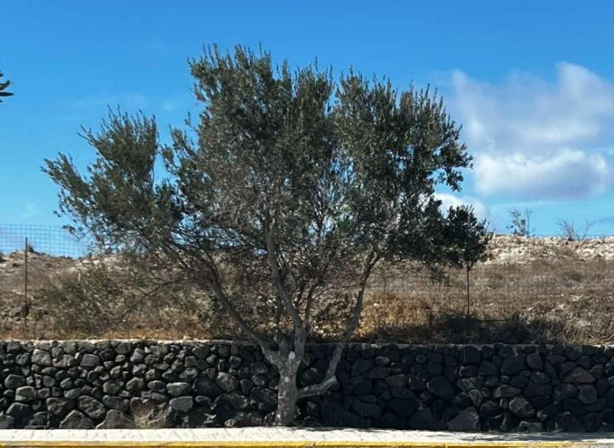 Με συμβολικό χαρακτήρα η πρώτη διάθεση ελαιόλαδου!