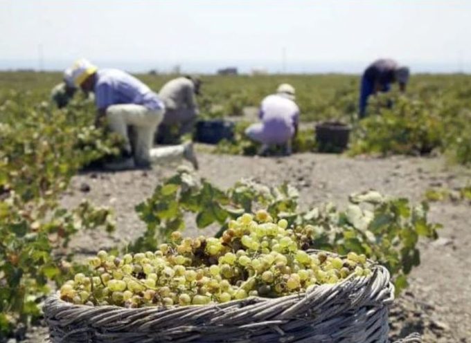 Η Ένωση Συνεταιρισμών για την  Δήλωση Συγκομιδής για την παραγωγή σταφυλιών