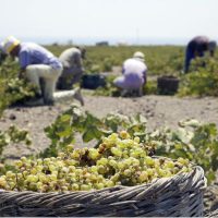 Ημερίδα με θέμα «Αφαίρεση αλκοόλης σε οίνους Π.Ο.Π. Σαντορίνης και Π.Γ.Ε. Κυκλάδων» στις 20 Ιουνίου