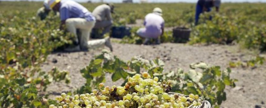 Ημερίδα με θέμα «Αφαίρεση αλκοόλης σε οίνους Π.Ο.Π. Σαντορίνης και Π.Γ.Ε. Κυκλάδων» στις 20 Ιουνίου