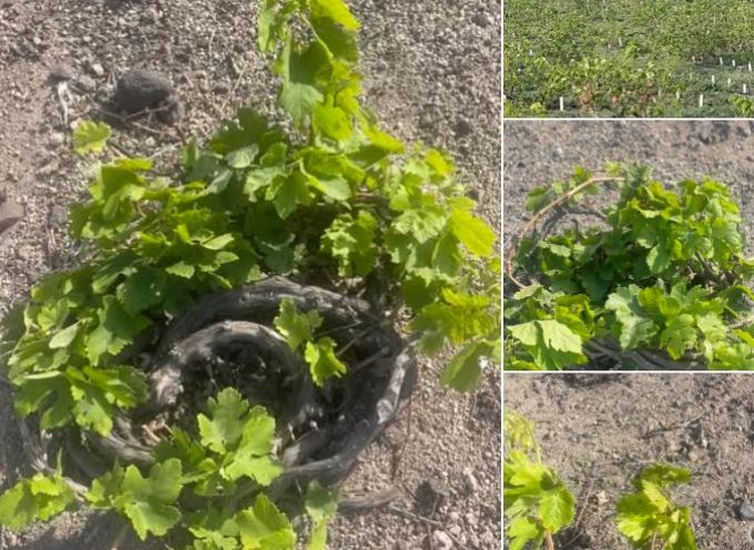 M.Καφούρος:Ο αμπελώνας της Σαντορίνης παρουσιάζει φέτος, τον μήνα Νοέμβριο, μια εικόνα που αποκλίνει σημαντικά από τον φυσιολογικό ετήσιο βιολογικό του κύκλο