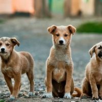 Ο Δήμος Θήρας αναζητά χώρο για τη δημιουργία καταφυγίου αδέσποτων ζώων συντροφιάς