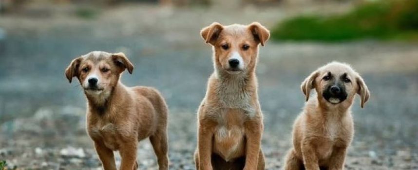 Ο Δήμος Θήρας αναζητά χώρο για τη δημιουργία καταφυγίου αδέσποτων ζώων συντροφιάς